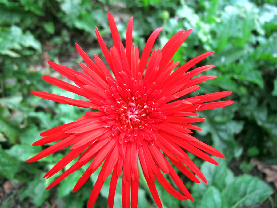 Red Daisy