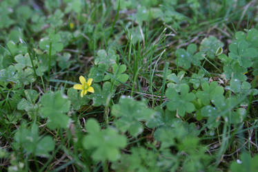 Little Yellow Flower