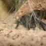 Brachypelma Vagans Works 2