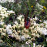 Flower With Creepy Spider 2