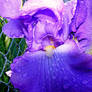 Rainy Day Iris 2