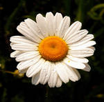 Wet Daisy by PridesCrossing