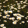 A Daisy Field