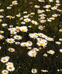 A Daisy Field by PridesCrossing