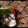 Red Wasp 1