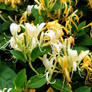 Honeysuckle 2