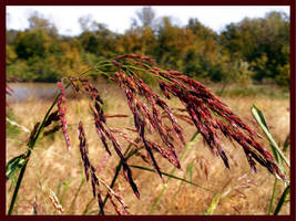 A Whisper In The Wind