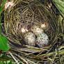 Cardinal Eggs 2