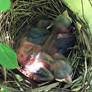 Cardinal Babies