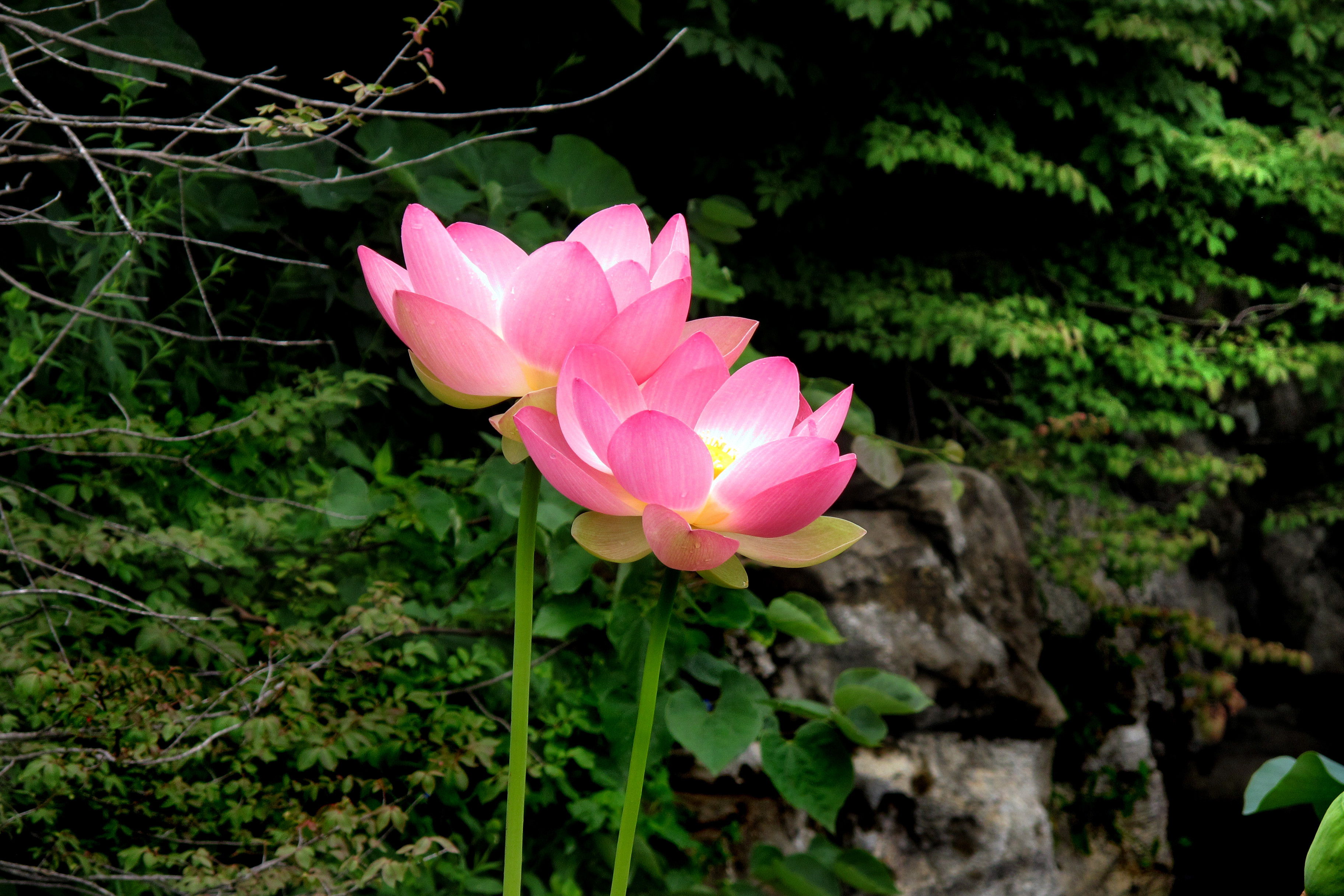 Flowers At The Zoo6