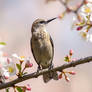 Mocking bird