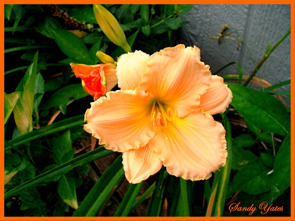 Orange Lily