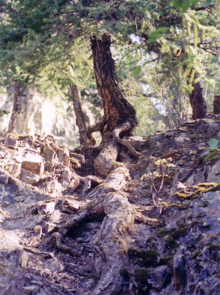 Roots II by arimand on DeviantArt