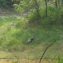 Turkey at the Pond