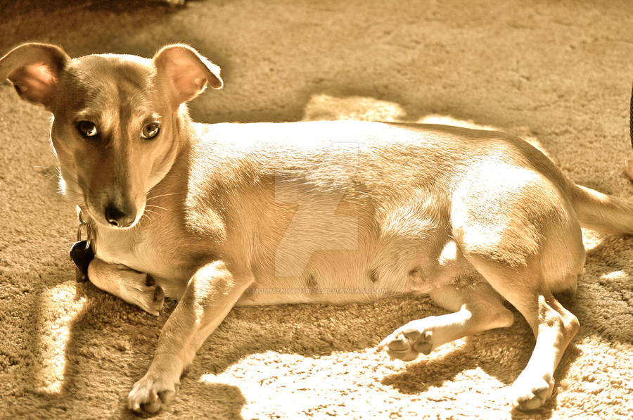 Sepia Sunbath