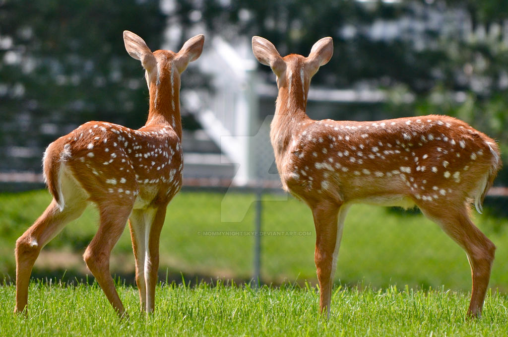 Fawns on a Lawn 7