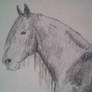 Cheval Frison - Fresian horse