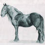 Cheval Frison - Fresian horse