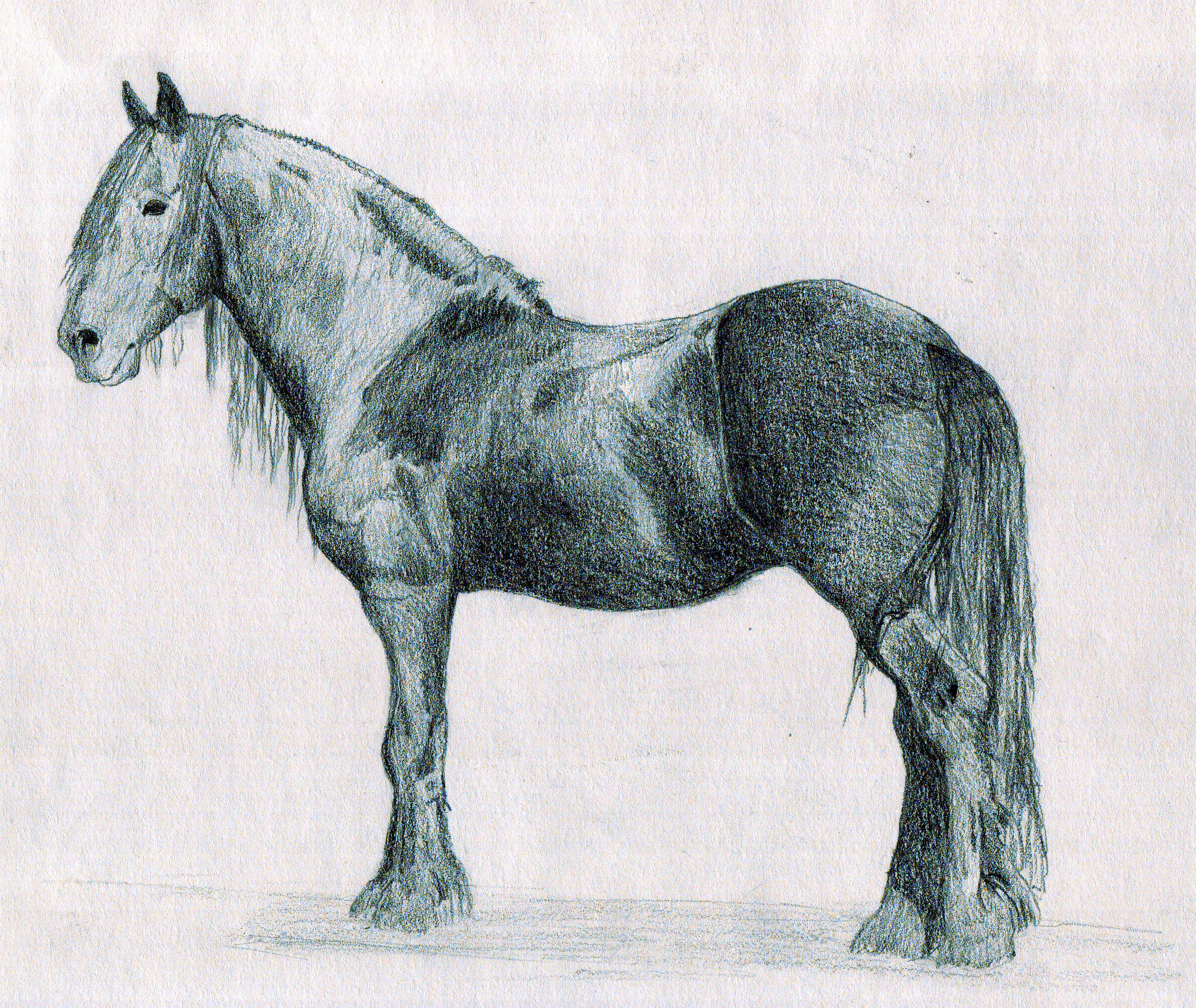 Cheval Frison Fresian Horse By Doucelune On Deviantart Cheval Frison Fresian Horse By Doucelune On Deviantart