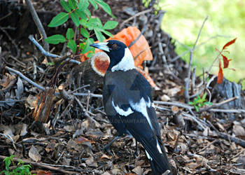 Magpie