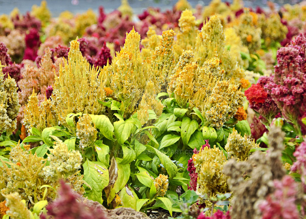 Colour riot by kllebou on DeviantArt