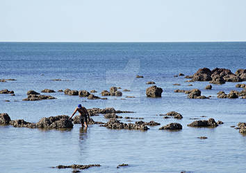 Searching for oysters