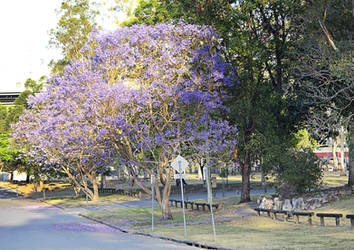 Backstreet jacaranda