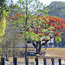 Poinciana