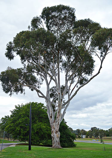 Looking for kookaburras