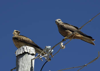 Falcon pair