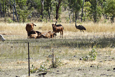 Hiding behind cattle