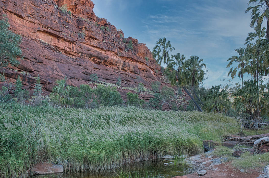 Reeds in the desert by kllebou on DeviantArt