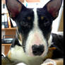 Trudy the Bull Terrier Mix