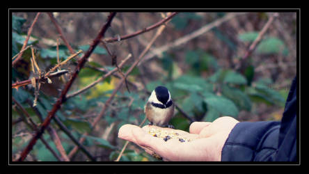 Feeding Time