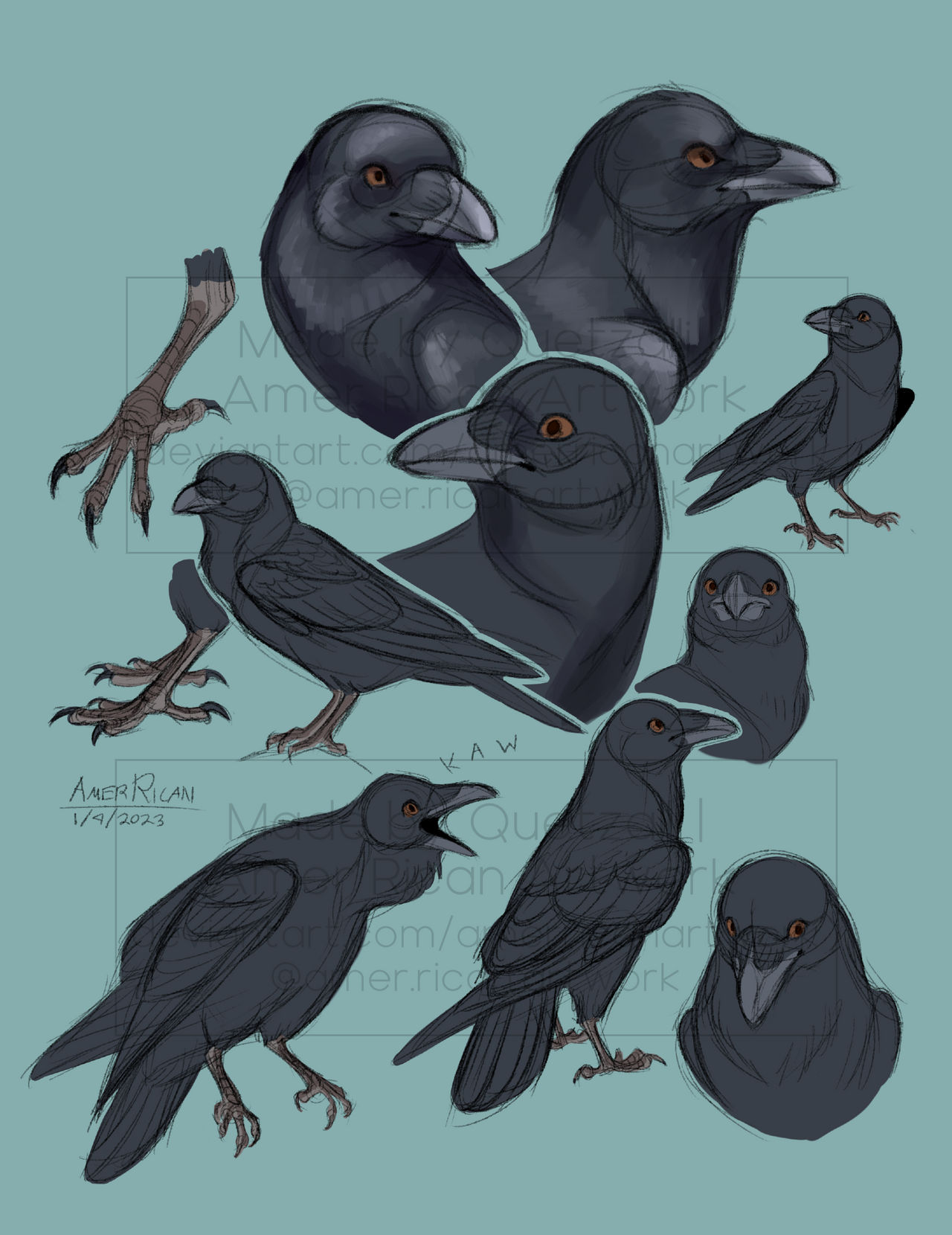 Studies: Ravens by AmerRicanArtwork on DeviantArt