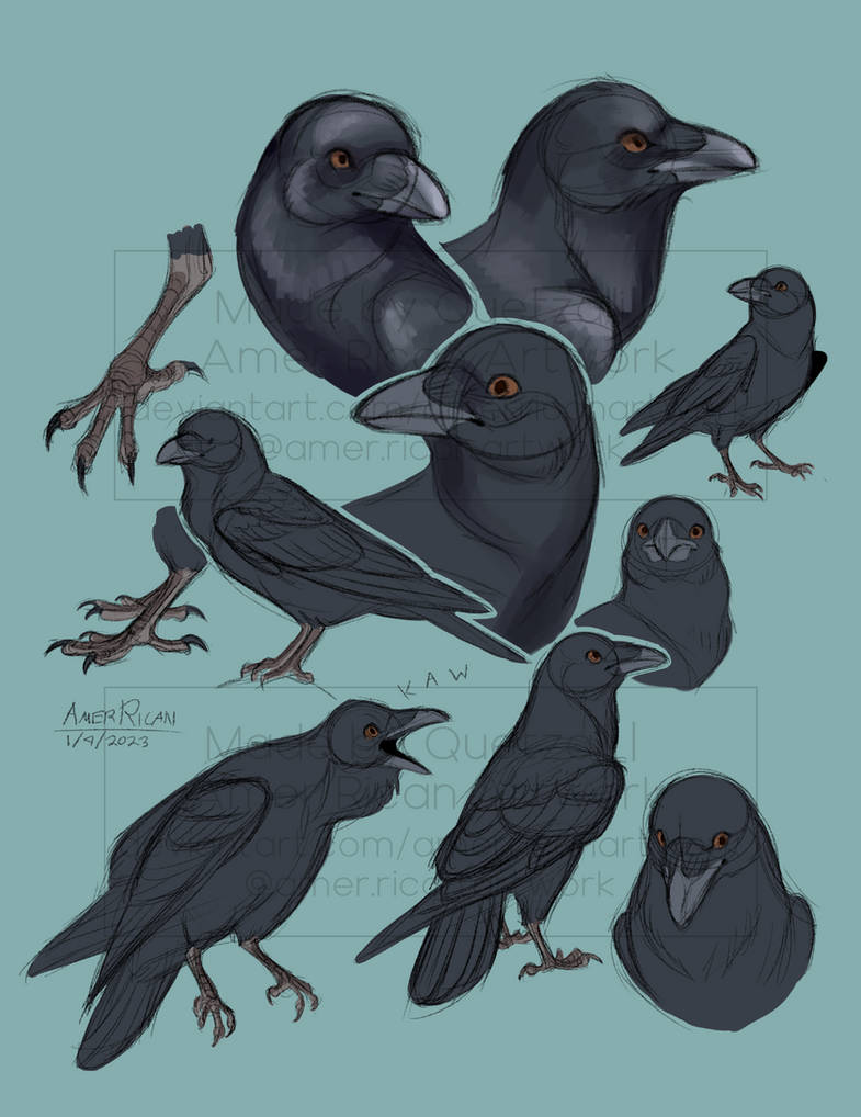 Studies: Ravens by AmerRicanArtwork on DeviantArt