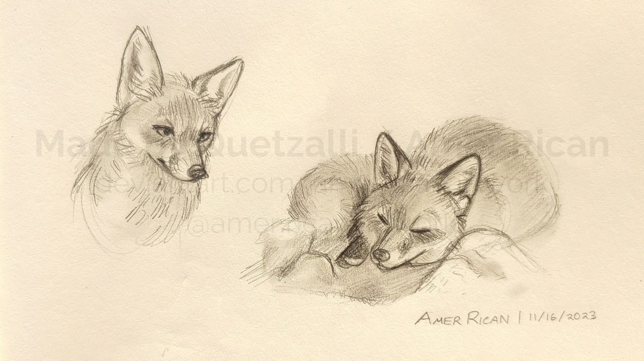 Deviantart Limber Fox Fox Studies by AmerRicanArtwork on DeviantArt
