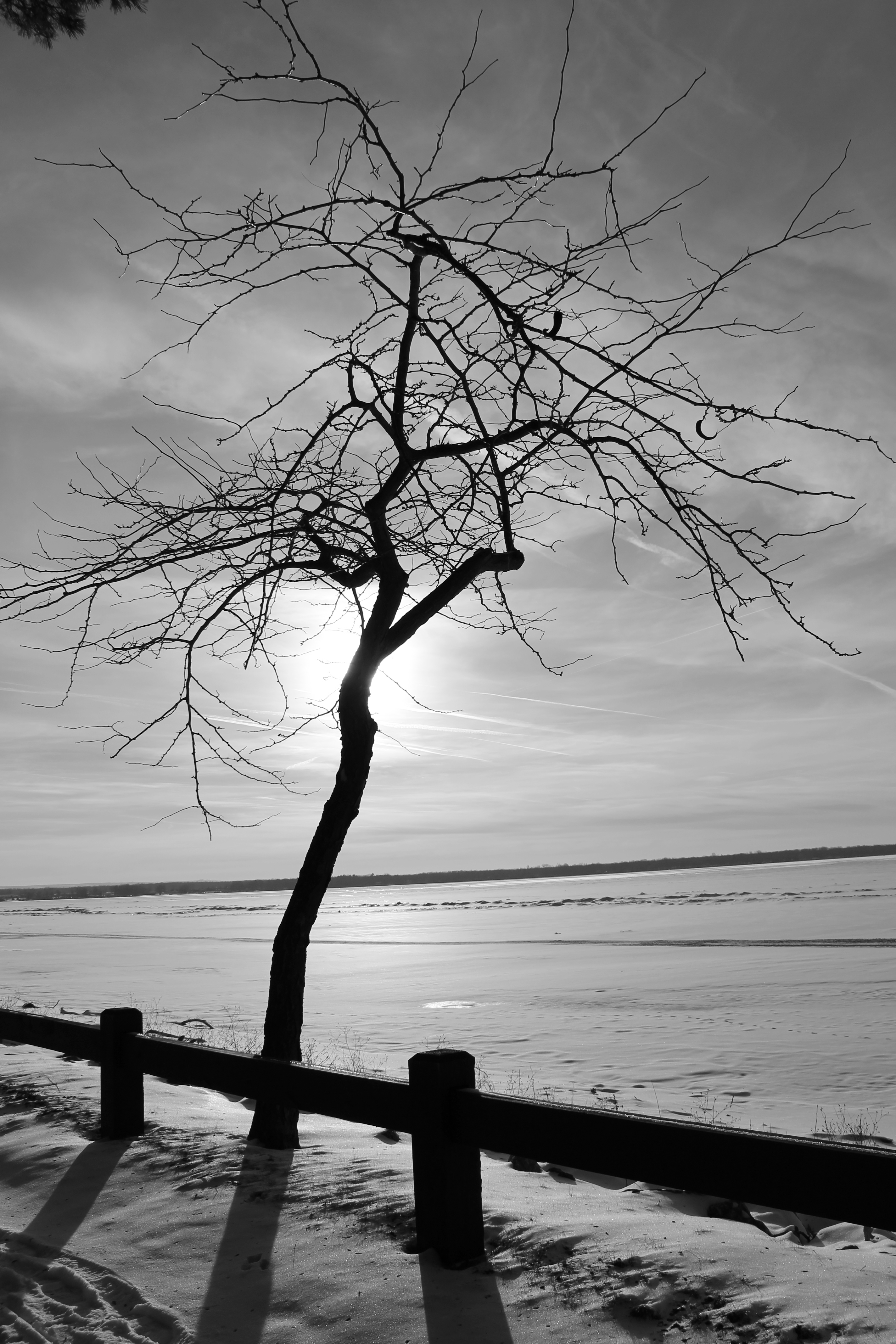 Branches Like Fingers B and W