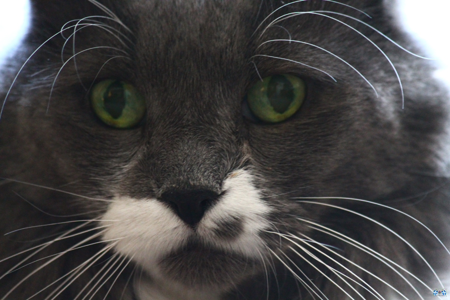 Close-Up Of Cuteness