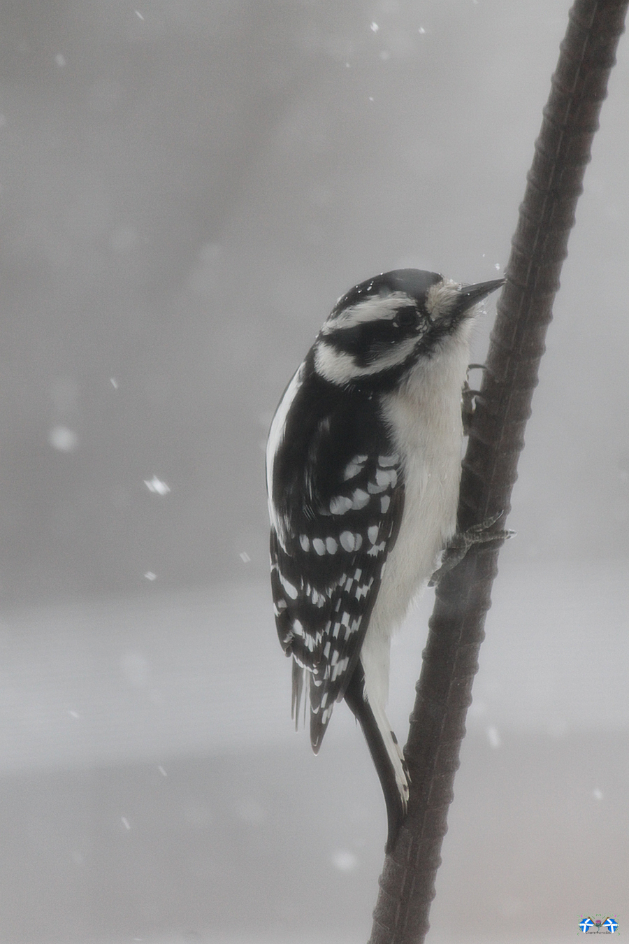 Snowy Birds Series #13