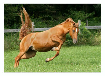 Leaping Pony