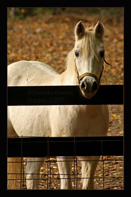 Pony Alert