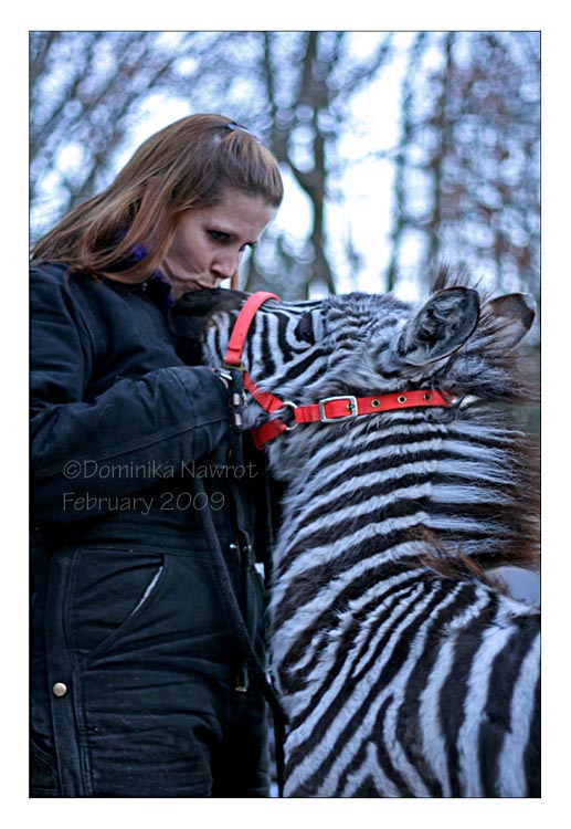 Zebra Kisses