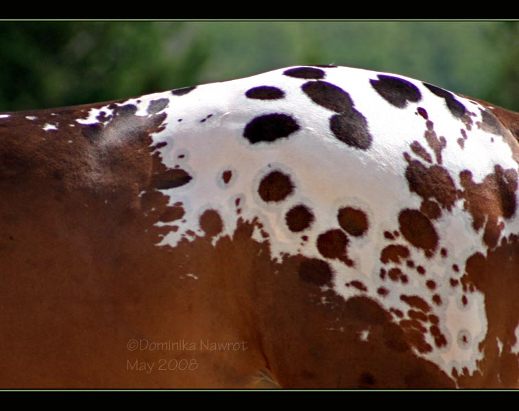 Appaloosa