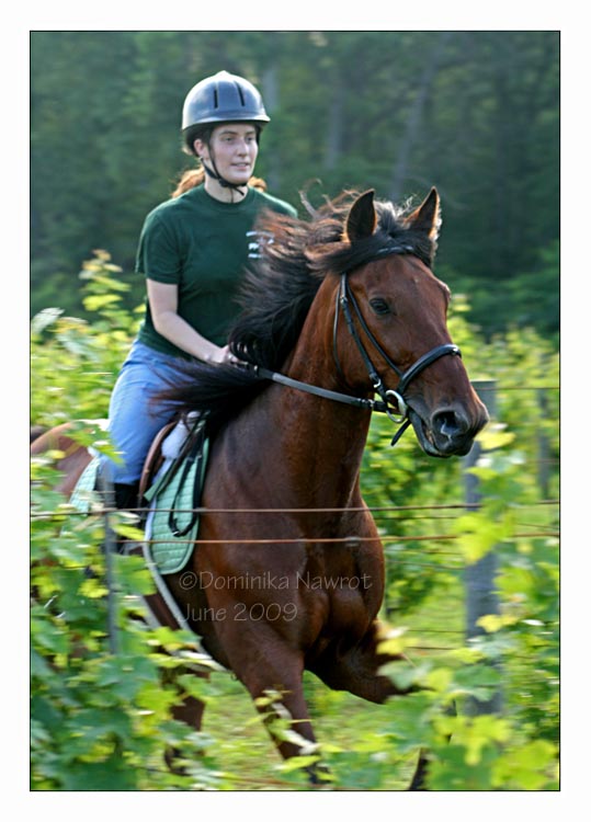 Galloping in the Vineyards