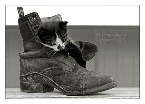 Puss in Boot