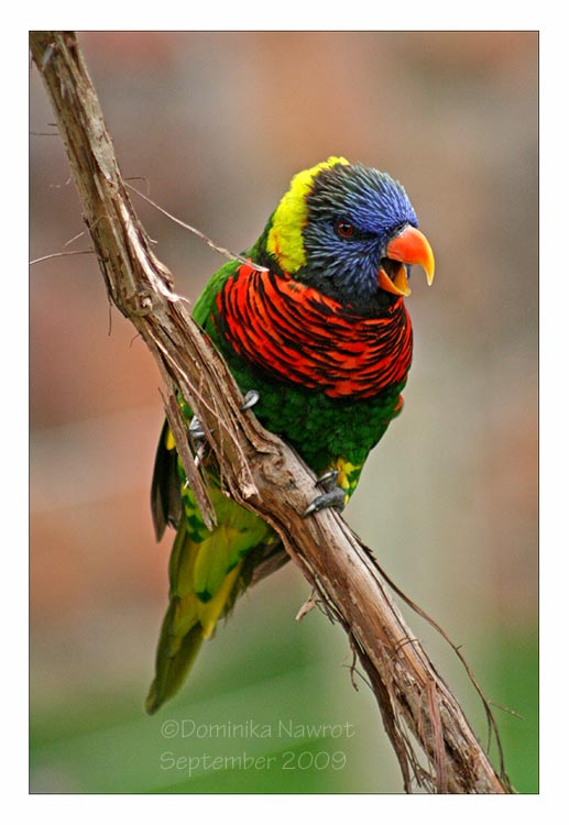 Lorikeet