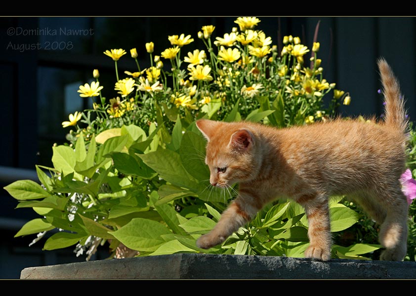 Flower Child