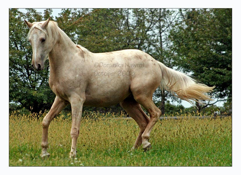 Sunraider by Goodbye-kitty975 on DeviantArt