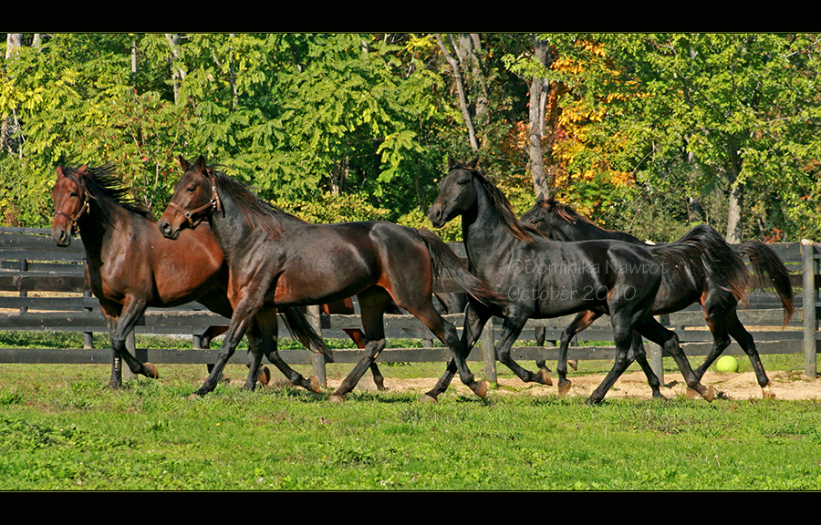 Shiny Herd